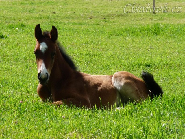 Baloo, hřebeček narozený 17.5.2012 klisně Báře po Cascavello