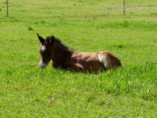 Baloo 10 dní starý