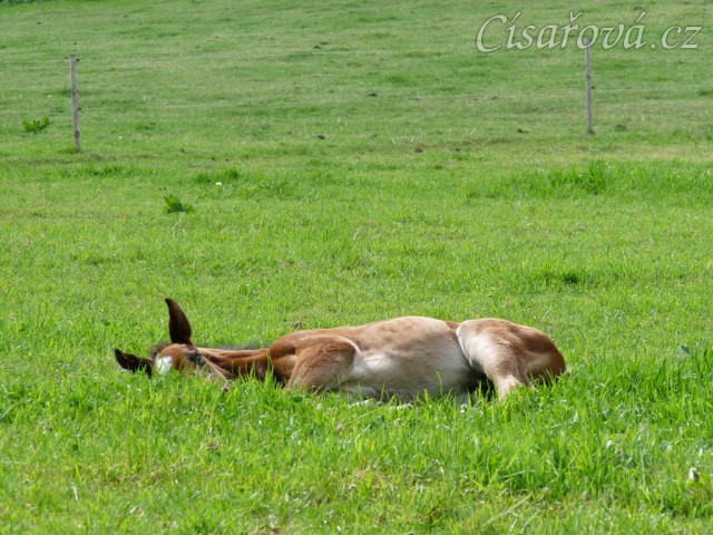 Baloo 10 dní starý