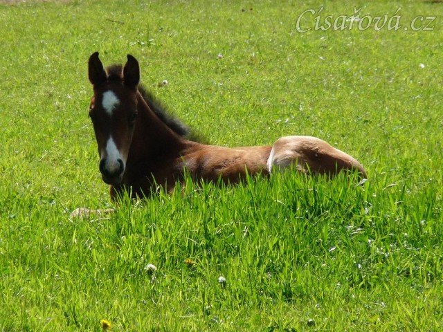 Baloo 10 dní starý