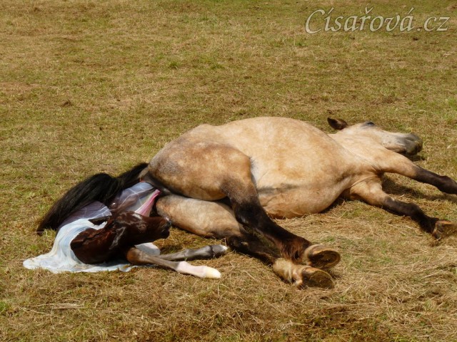 Porod, Greisy tradičně rodí pře den, abychom mohli dokumentovat:-)