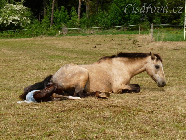 Porod, Greisy tradičně rodí pře den, abychom mohli dokumentovat:-)
