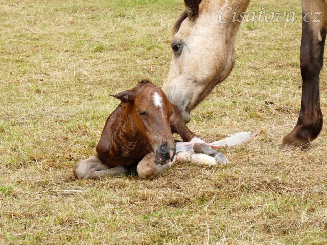 Griffin už je na světě:-)