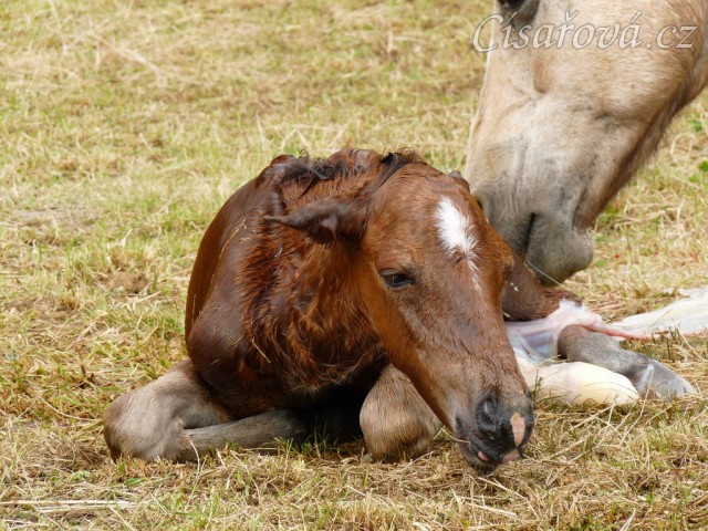 Griffin už je na světě:-)