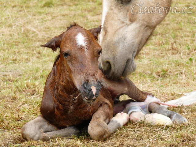 Griffin už je na světě:-)