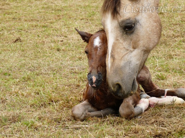 Griffin už je na světě:-)