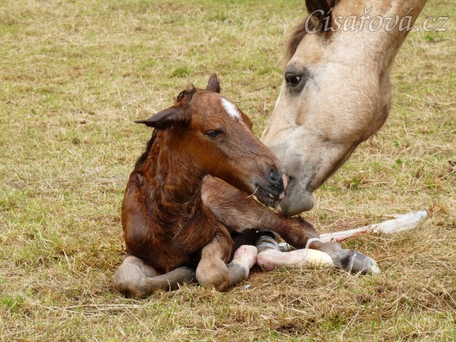 Griffin už je na světě:-)