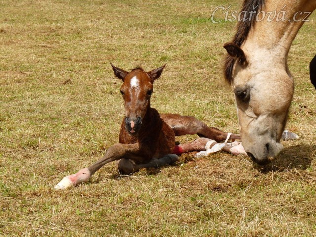 První pokusy o vstávání...