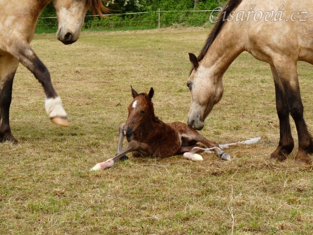 První pokusy o vstávání...