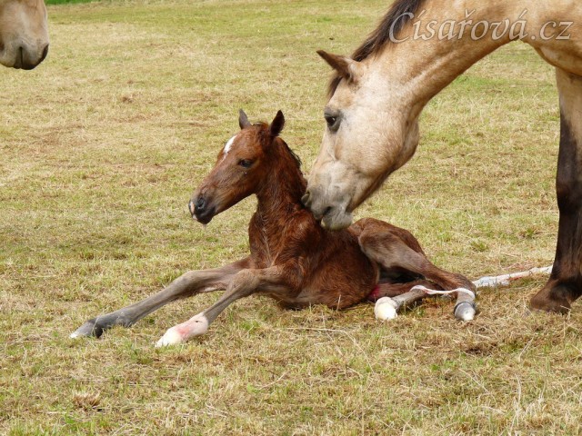 První pokusy o vstávání...