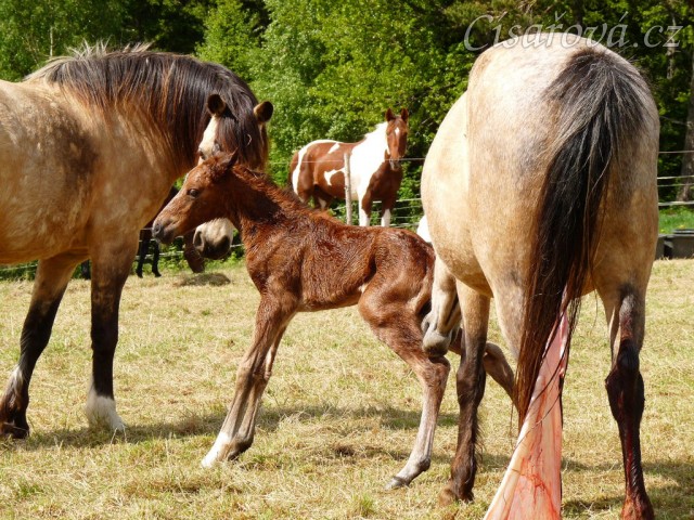 Griffin poprvé na nohou:-)