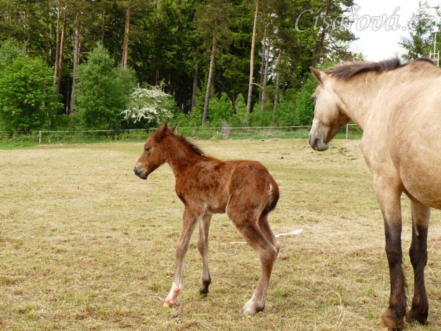 Griffin poprvé na nohou:-)