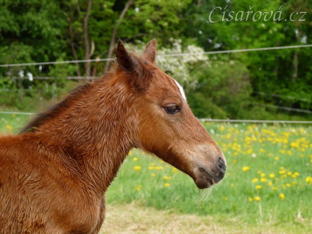 Griffin asi hodinu po narození