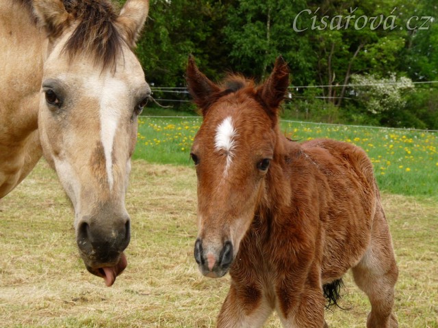 Griffin asi hodinu po narození