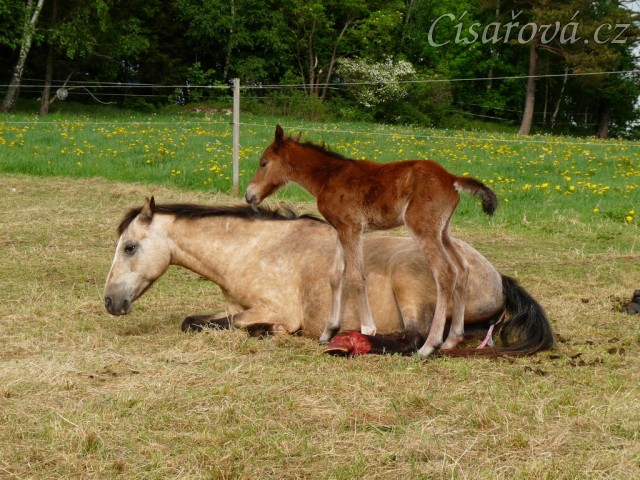 Griffin asi hodinu po narození