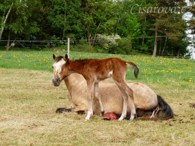 Griffin asi hodinu po narození