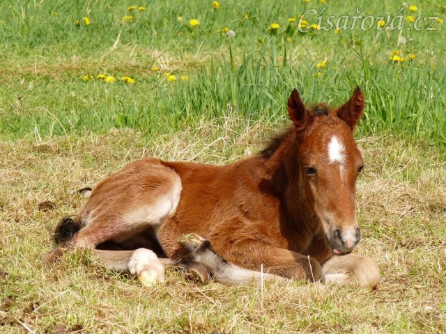 Griffin asi hodinu po narození