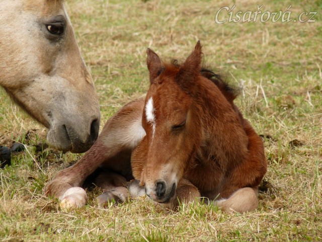 Griffin asi hodinu po narození
