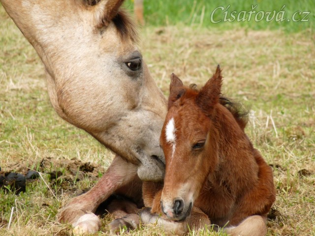 Griffin asi hodinu po narození