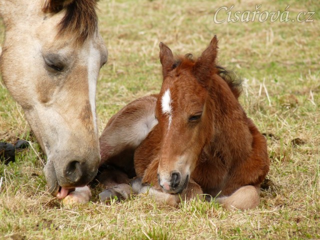 Griffin asi hodinu po narození