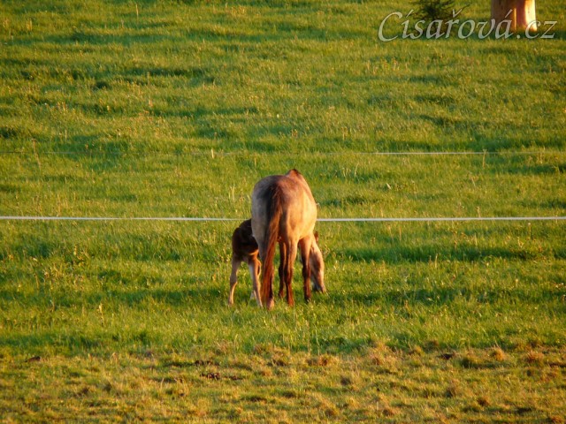 Grifin jeden den starý