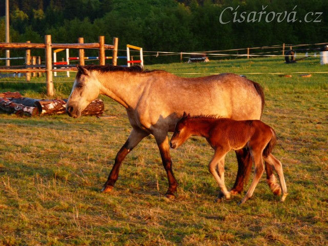 Grifin jeden den starý