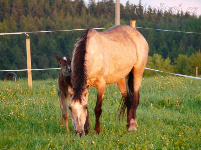 Grifin jeden den starý