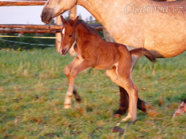 Grifin jeden den starý
