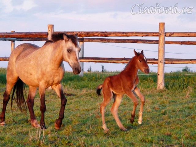 Grifin jeden den starý