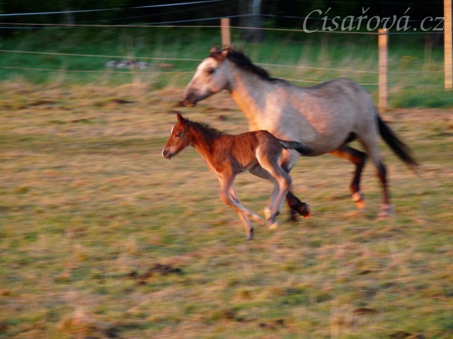 Grifin jeden den starý