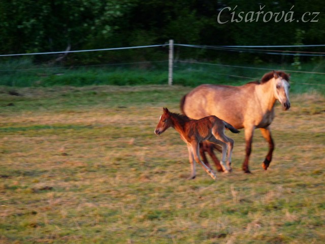 Grifin jeden den starý