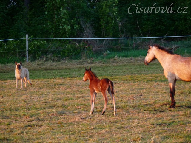 Kdo je větší, kůň nebo pes? :-)