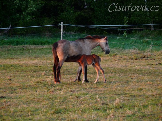 Griffin jeden den starý
