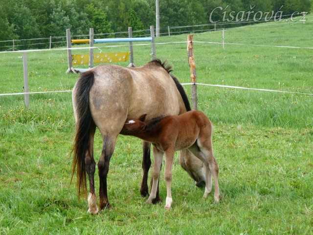 Griffin 3 dny starý