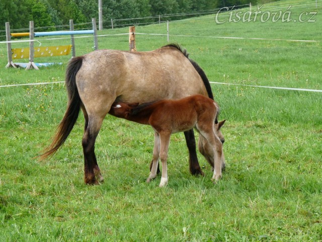 Griffin 3 dny starý