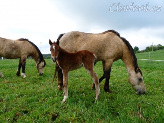 Griffin 3 dny starý