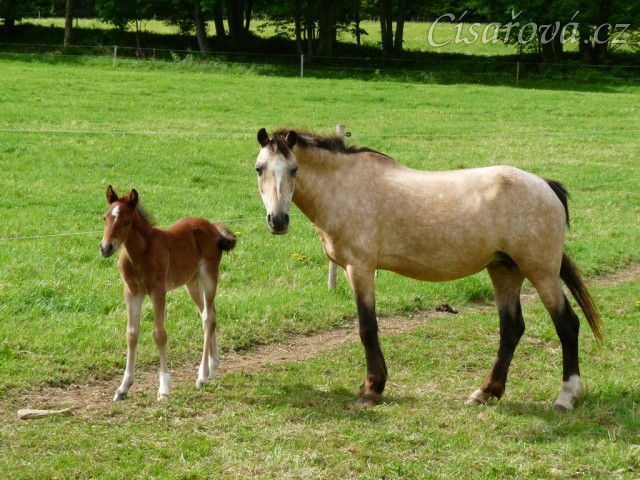 Griffin týden starý
