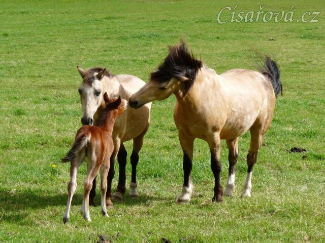 Griffin týden starý