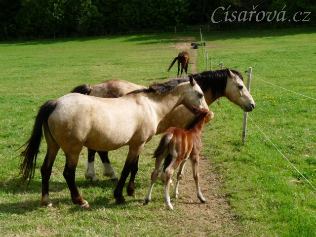 Griffin týden starý