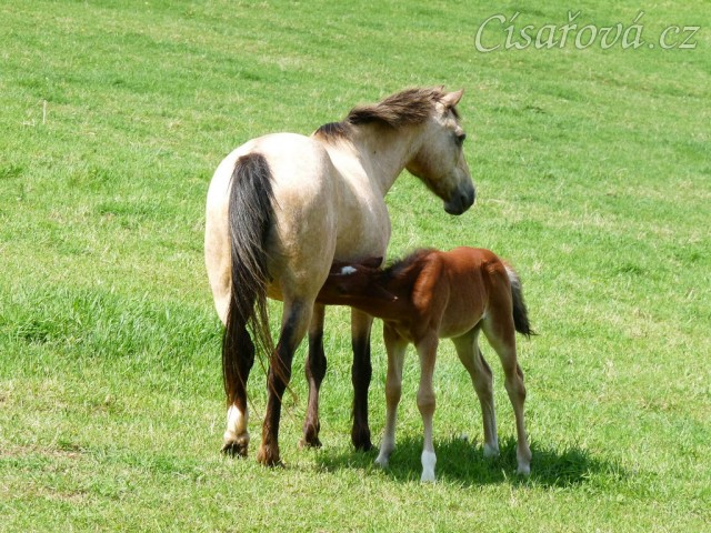 Griffin 13 dní starý