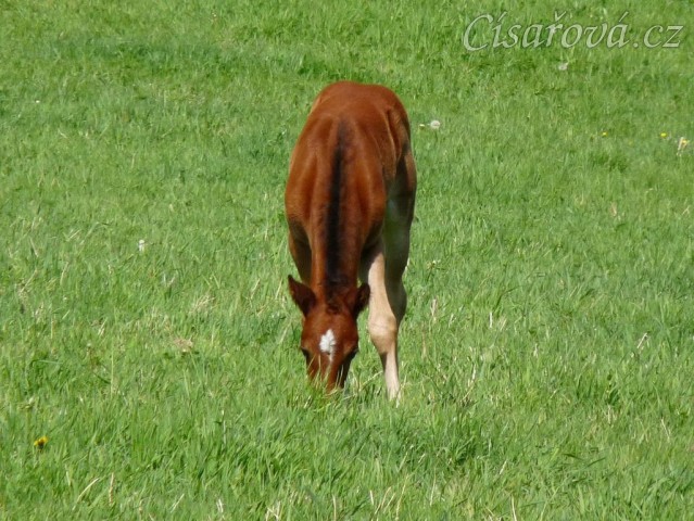 Griffin 13 dní starý