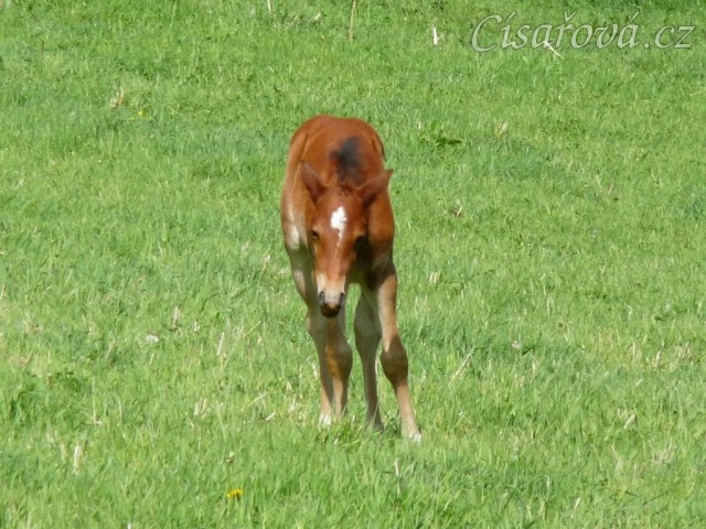 Griffin 13 dní starý