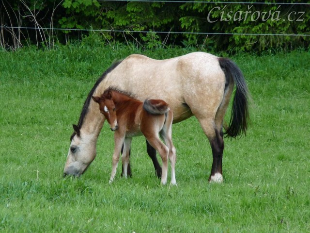 Griffin 13 dní starý