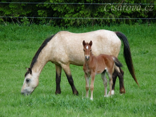 Griffin the Braveheart, hřebeček narozený 14.5.2012 klisně Greisy po Klootwijkhoeve's Vidar