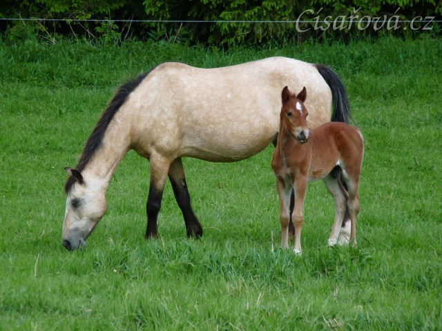 Griffin 13 dní starý