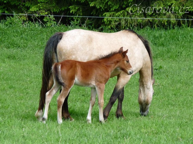 Griffin 13 dní starý