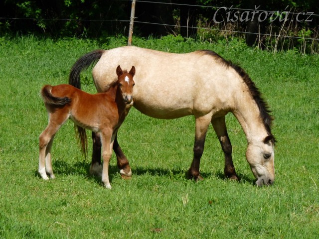 Griffin 13 dní starý