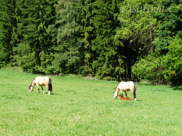 Griffin 13 dní starý