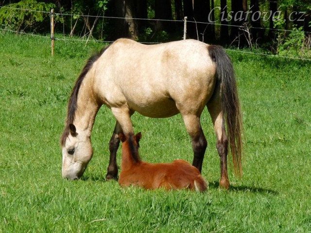 Griffin 13 dní starý