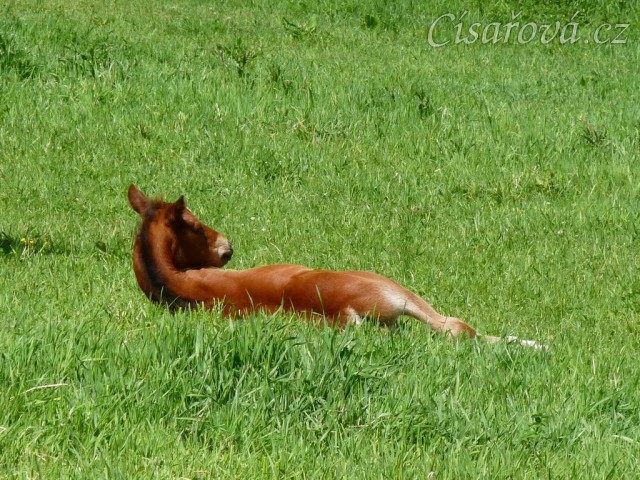 Griffin 13 dní starý